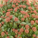 Viburnum cinnamomifolium